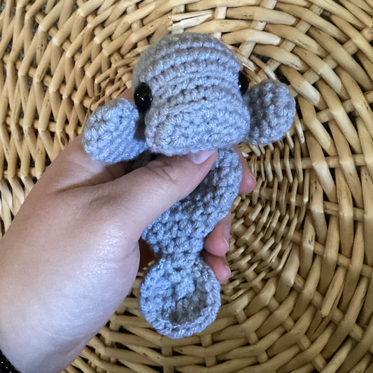 Baby Manatee